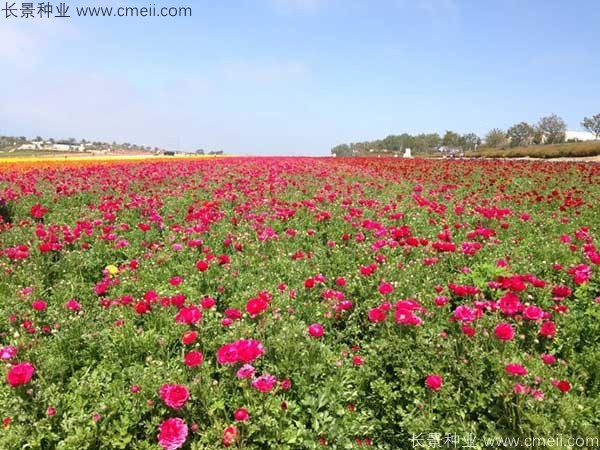 花毛莨開(kāi)花圖片