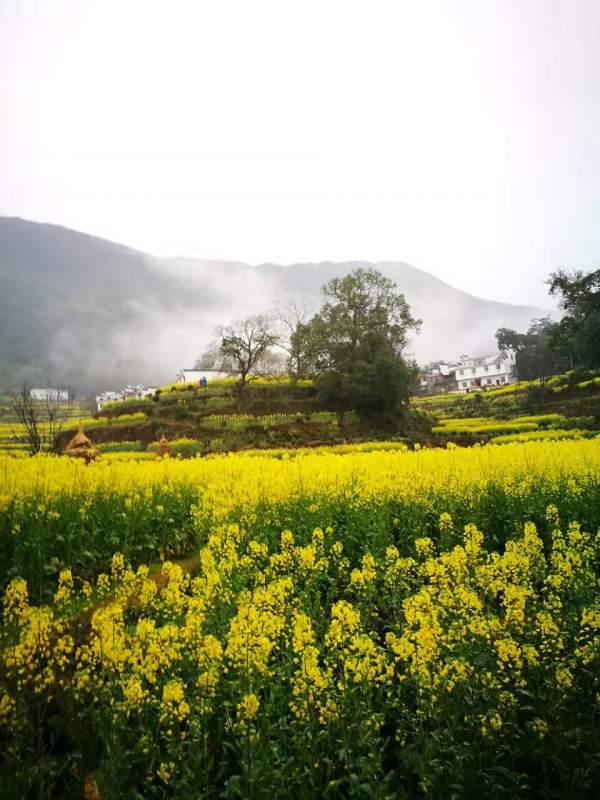 黃色花海油菜花田景觀(guān)鄉(xiāng)村旅游