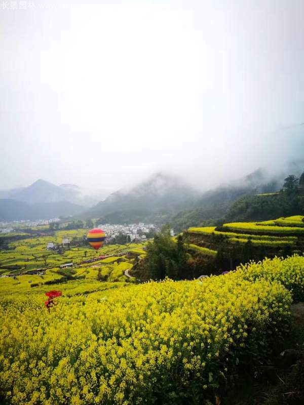 黃色花海油菜花田景觀(guān)鄉(xiāng)村旅游