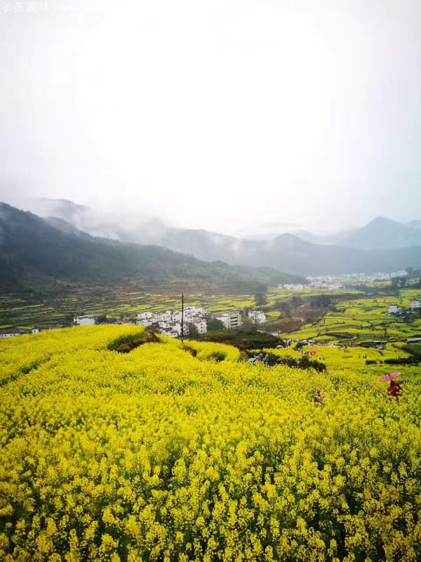 黃色花海油菜花田景觀(guān)鄉(xiāng)村旅游