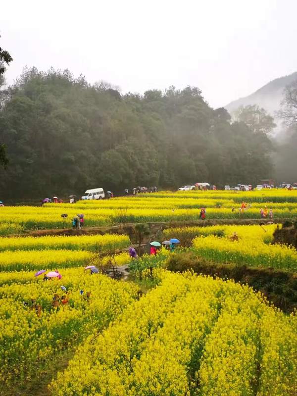 黃色花海油菜花田景觀(guān)鄉(xiāng)村旅游