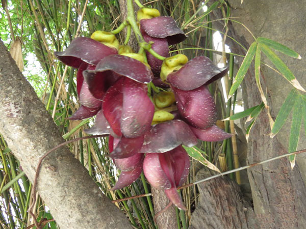 雞血藤樹(shù)苗開(kāi)花圖片