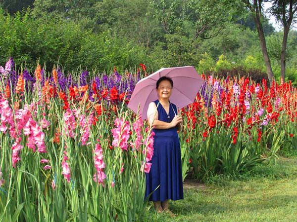 花卉植物劍蘭花朵