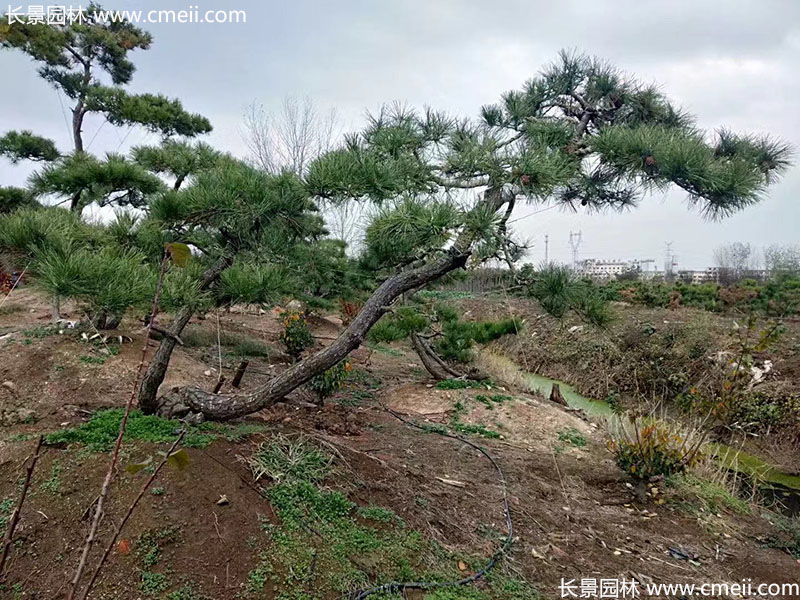 景觀樹(shù)造型黑松大型地景