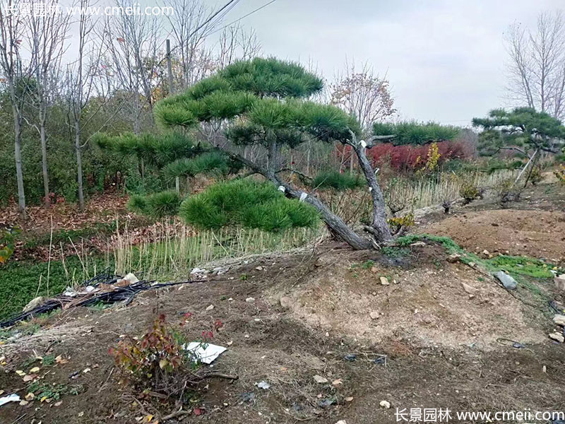 景觀樹(shù)造型黑松大型地景