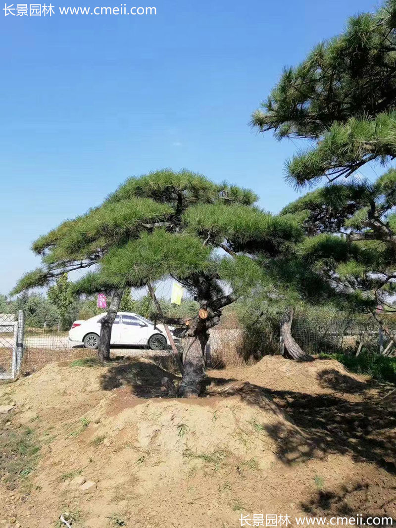 景觀樹(shù)造型黑松大型地景