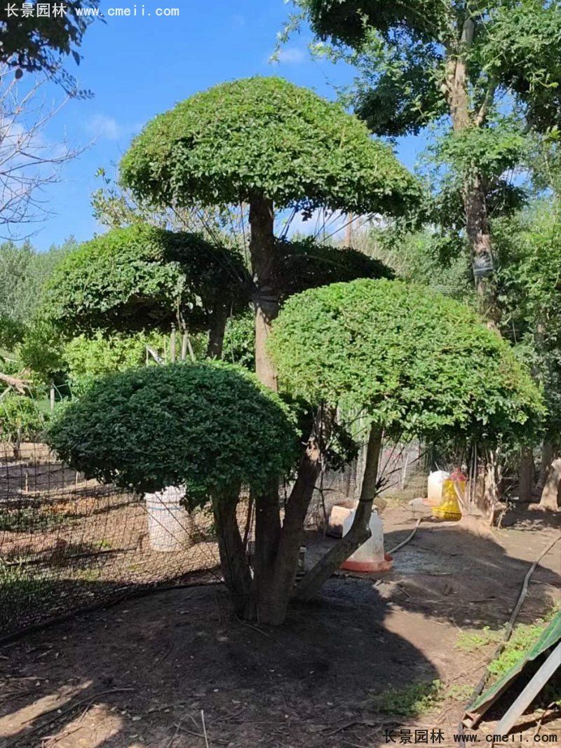 對節(jié)白蠟造型盆景地景