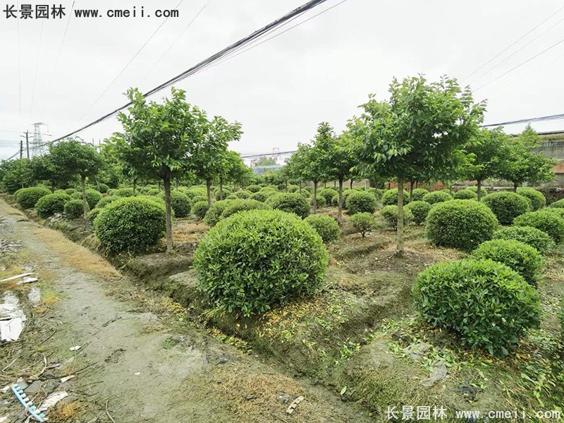 海桐球苗圃批發(fā)種植基地長(zhǎng)景園林