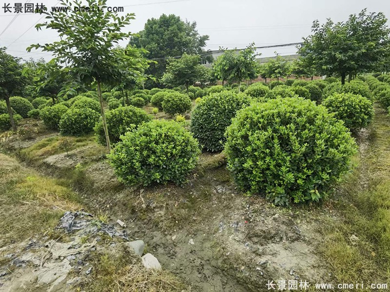 海桐球苗圃批發(fā)種植基地長(zhǎng)景園林