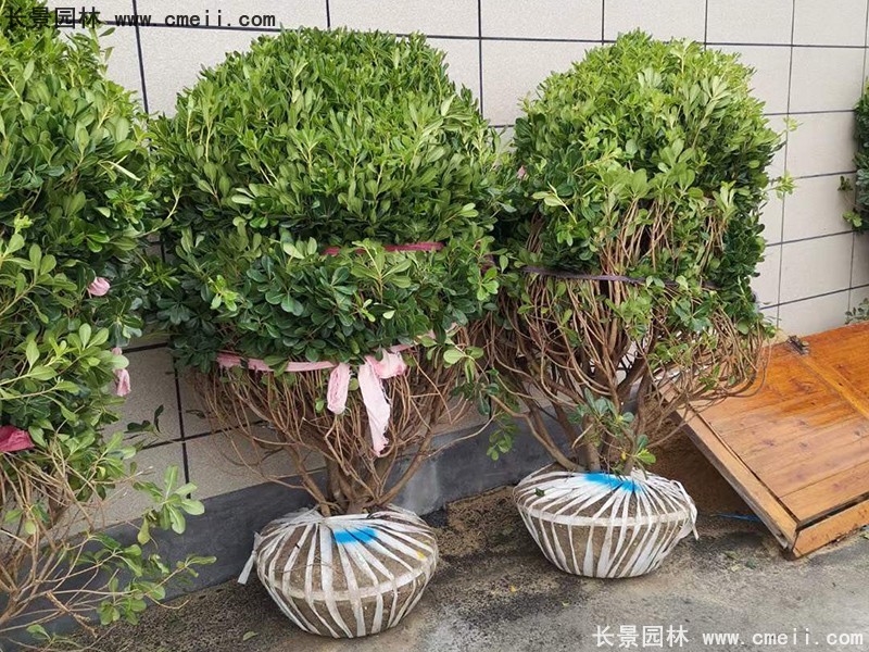 海桐球苗圃批發(fā)種植基地長(zhǎng)景園林