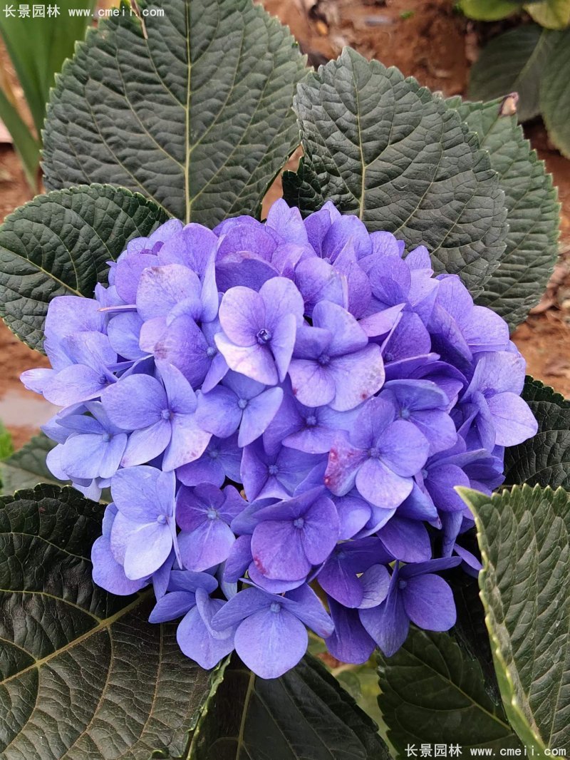 繡球花八仙花圖片基地實拍