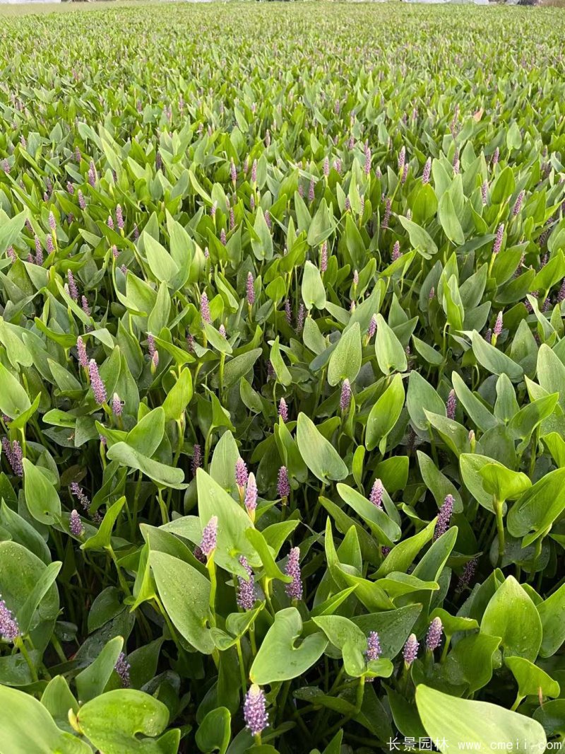 水生濕地植物梭魚草