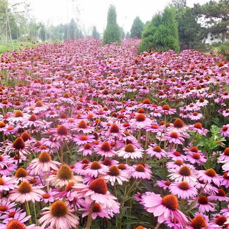 紫錐菊 來自長景園林