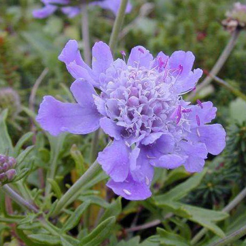 輪峰菊的形態(tài)特征、生長習(xí)性及種植方法