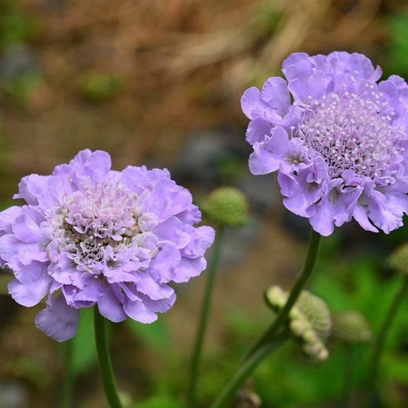 輪峰菊的形態(tài)特征、生長習(xí)性及種植方法