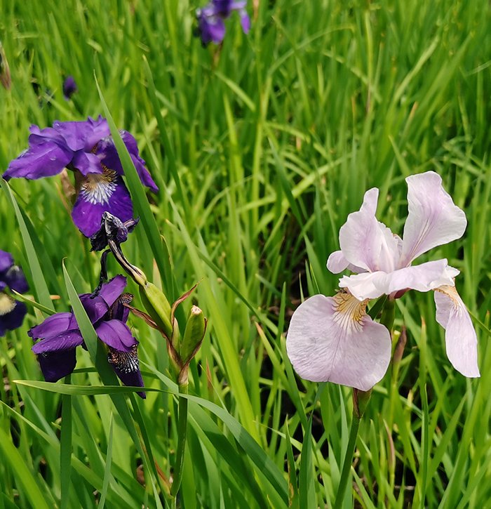 花菖蒲